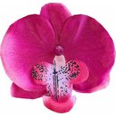 Haarblume Orchidee pinkHaarblume Haarschmuck